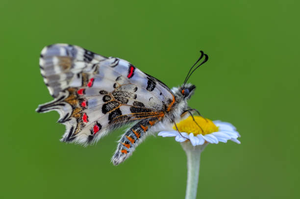 istock Beautiful butterfly sitting on flower 1097897574