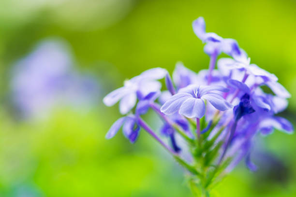 istock Closeup violet flower with sunlight 1097897664