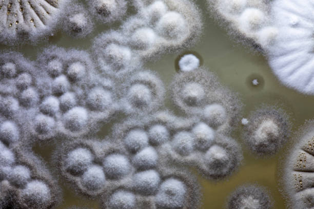 colônia característica de actinomyces, as bactérias, leveduras e mofo em meios selectivos de amostras de solo para estudos em microbiologia laboratorial. - print media fotos - fotografias e filmes do acervo