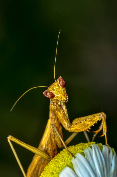 istock Beautiful mantis  sitting on flower 1097897966
