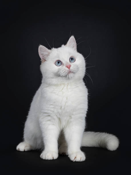 istock Cute red silver shaded cameo point British Shorthair sitting half side ways, looking up with blue eyes Isolated on black background. Tail beside body. 1097899868