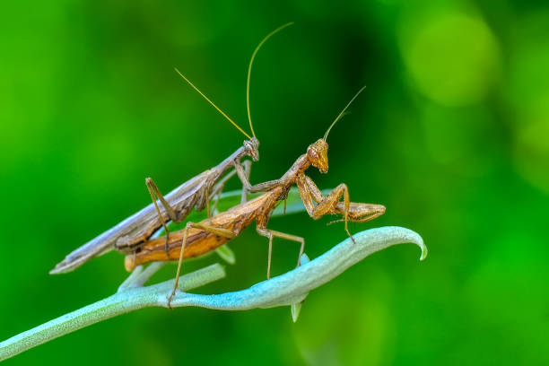 istock Beautiful mantis  sitting on flower 1097900898