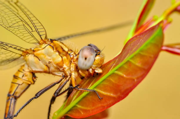 istock Beautiful dragonfly sitting on flower 1097903842