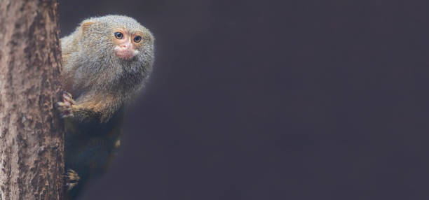 Close up of a Pygmy Marmoset with copy space Close up of a Pygmy Marmoset (Cebuella pygmaea) with copy space pygmy marmoset stock pictures, royalty-free photos & images