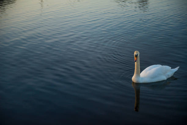 istock Mute swan on a lake 1097904570