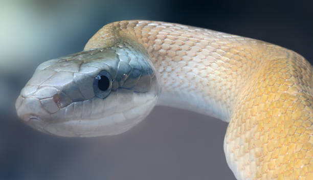 istock Close-up view of a Beauty rat snake 1097905802