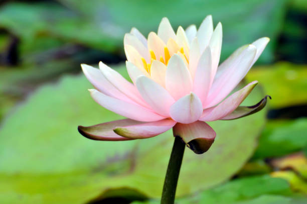 istock Blossom waterlily flowers 1097905966