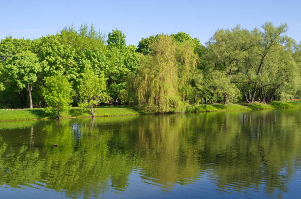 istock Big Novodevichy pond on a Sunny spring day. Moscow, Russia 1097906486
