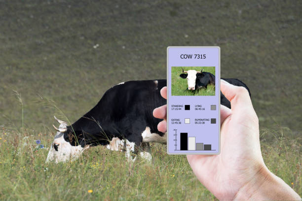 istock With the help of modern technologies in agriculture determine how much time a cow ate, lay, walked and stood. The information is displayed on the smartphone. 1097906848