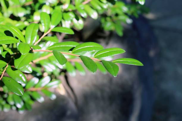 istock Green Leaves in a Closeup 1097907256