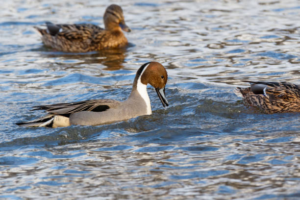 Northern Pintail (Anas acuta). Northern Pintail (Anas acuta). Russia, Moscow white cheeked pintail duck stock pictures, royalty-free photos & images