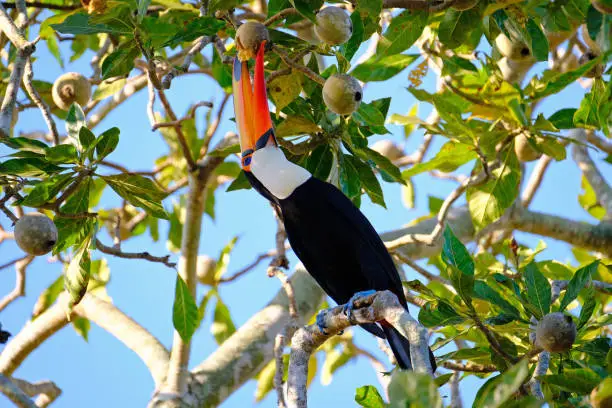 Toco Toucan, Ramphastos Toco, also known as the Common Toucan, Giant Toucan, perching in the trees and feeding fruits, Iguazu or Iguacu, Parana, Brazil, South America