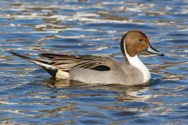 Northern Pintail (Anas acuta). Northern Pintail (Anas acuta). Russia, Moscow white cheeked pintail duck stock pictures, royalty-free photos & images