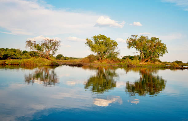 istock Trees reflected in the Zambezi River, Zambia 1097910232