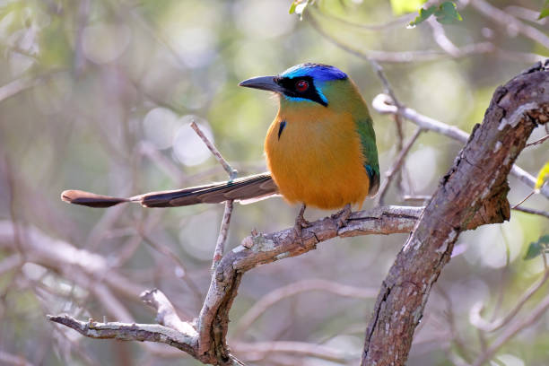 Amazonian Motmot, Momotus Momota, Bonito, Pantanal, Mato Grosso do Sul, Brazil Amazonian Motmot, Momotus Momota, perching on a branch in the forest, near Jardim and Bonito, Pantanal, Mato Grosso do Sul, Brazil, South America tree crown stock pictures, royalty-free photos & images