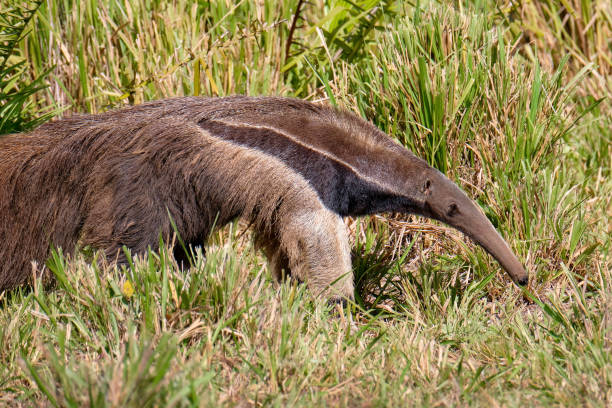 fourmilier géant, myrmecophaga tridactyla, aussi connu comme la fourmi bear, le matto grosso do sul, le pantanal, brésil - anteater animal nose animal ant photos et images de collection