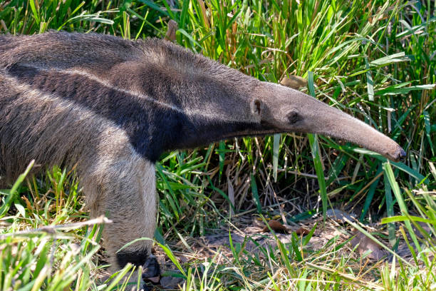 fourmilier géant, myrmecophaga tridactyla, aussi connu comme la fourmi bear, le matto grosso do sul, le pantanal, brésil - anteater animal nose animal ant photos et images de collection