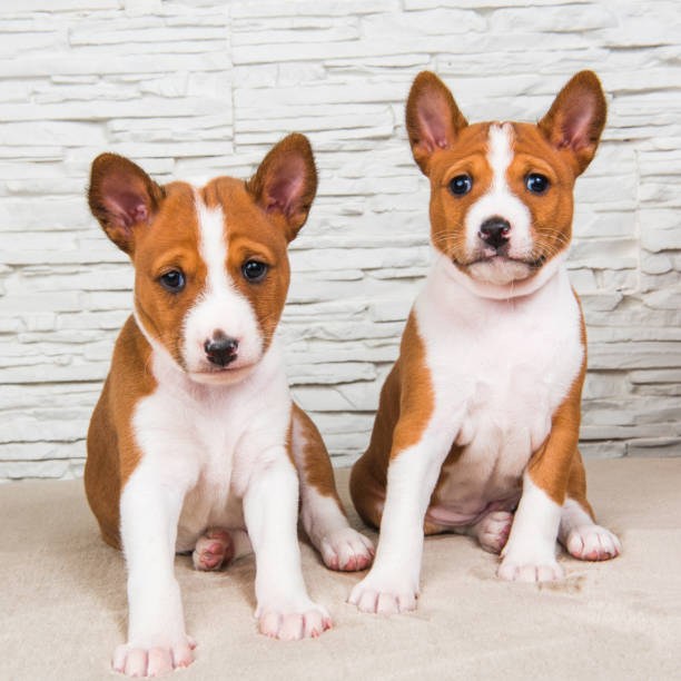 화이트에는 재미 있는 작은 아기 두 basenji 강아지 개 벽 배경 - 바센지 뉴스 사진 이미지