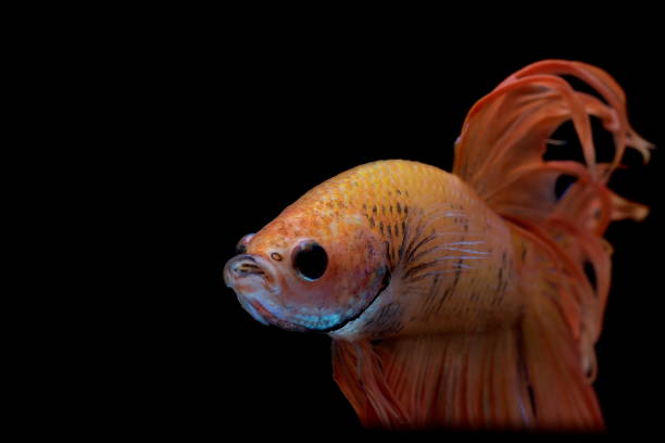 istock Siamese fighting fish ,Crowntail, yellew fish on a black background. 1097923582
