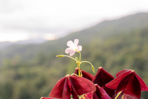 Flowers and backgrounds are natural.