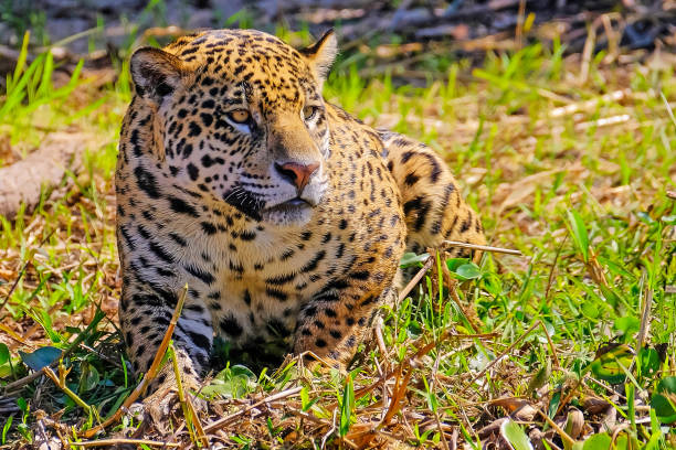 Jaguar, Panthera Onca, on a riverbank, Cuiaba River, Porto Jofre, Pantanal Matogrossense, Mato Grosso, Brazil Jaguar, Panthera Onca, on a riverbank, Cuiaba River, Porto Jofre, Pantanal Matogrossense, Mato Grosso, Brazil South America cuiabá stock pictures, royalty-free photos & images