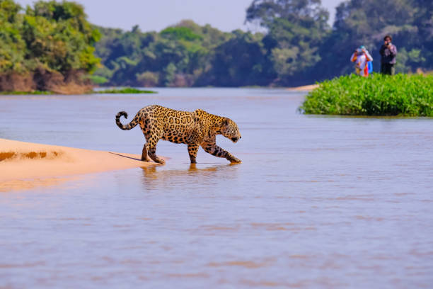 jaguar, panthera onca, mujer, observado por los turistas irreconocibles cruzando el río cuiabá, pantanal, brasil - number of people riverbank beach river fotografías e imágenes de stock