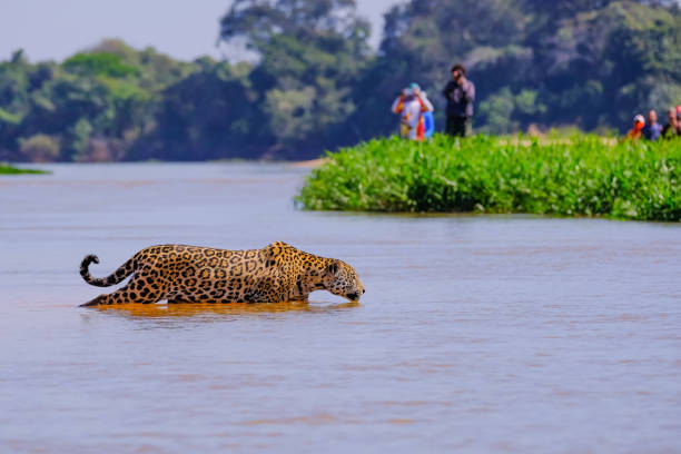 istock Jaguar, Panthera Onca, Female, observed by unrecognizable tourists crossing Cuiaba River, Pantanal, Brazil 1097931328