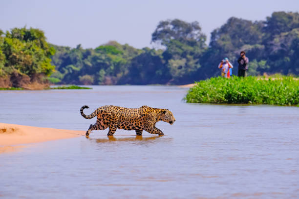 istock Jaguar, Panthera Onca, Female, observed by unrecognizable tourists crossing Cuiaba River, Pantanal, Brazil 1097931338
