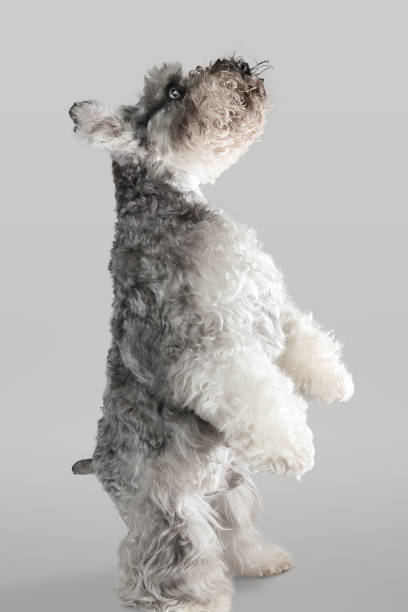 istock Schnauzer dog studio portrait 1097931344