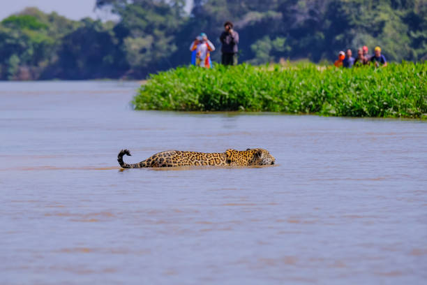 istock Jaguar, Panthera Onca, Female, observed by unrecognizable tourists crossing Cuiaba River, Pantanal, Brazil 1097931396