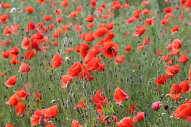 istock Red Poppies / Poppy Field 1097951626