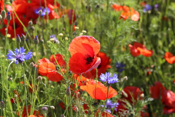 istock Red Poppies / Poppy Field 1097951866