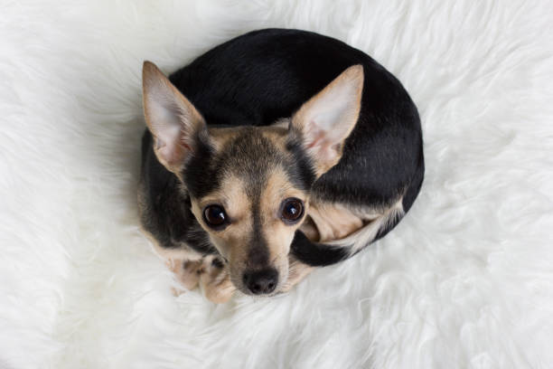 istock toy terrier dog lying on the white carpet 1097954610