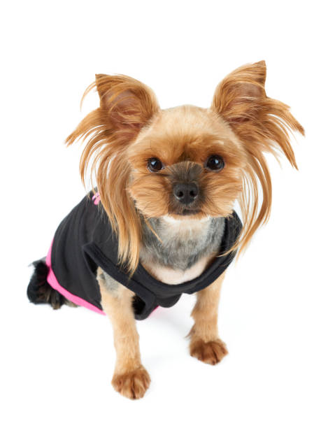 istock Cute dog in black pet suit 1097955524