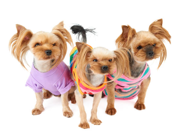 istock Three dogs in pet suits 1097955790