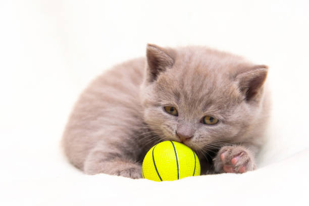 istock Cute lilac British kitten is curled up and sniffs a ball 1097957222