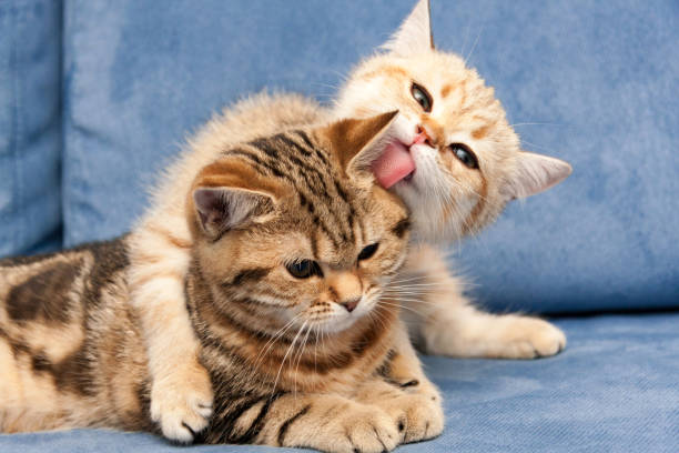 Golden British kitten hugs with love his girlfriend cat Golden British kitten hugs with love his girlfriend cat and licks her ear tongue british shorthair cat photos stock pictures, royalty-free photos & images