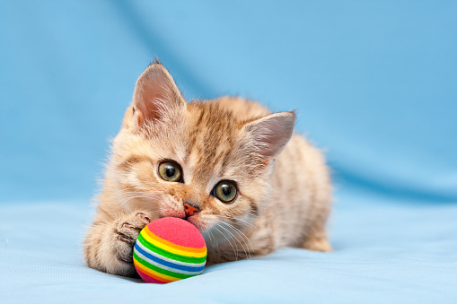 Little red British kitten playing with a colorful ball