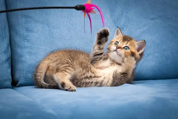 Playful brown British kitten playing with a stick lying upside down on a blue sofa