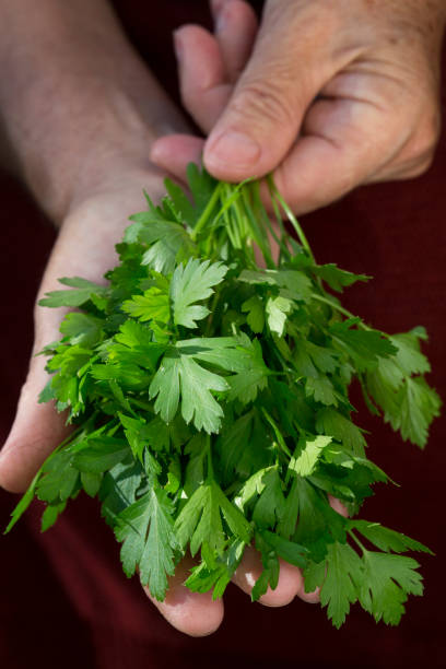 Parsley stock photo