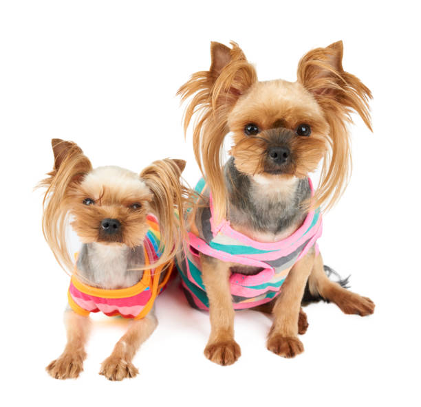 istock Two dogs in colorful pet suits 1097958320