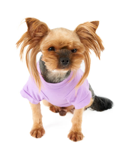 istock Cute dog in pink pet suit 1097958408