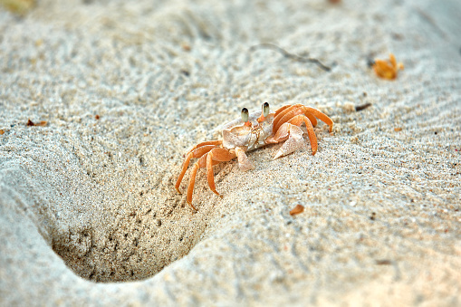 crab on beach , madagascar, nosy iranja