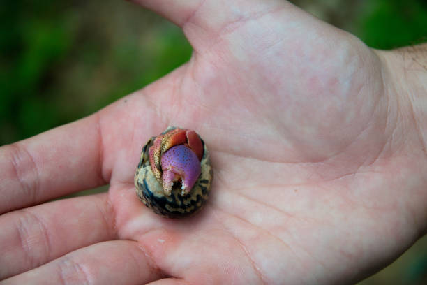 Virgin Island National Park - crab and shell hands and fingers nature