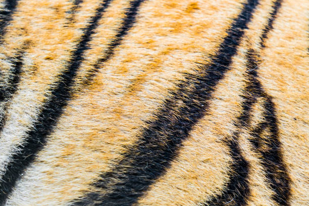 istock Animal skins texture of Tiger 1097963730