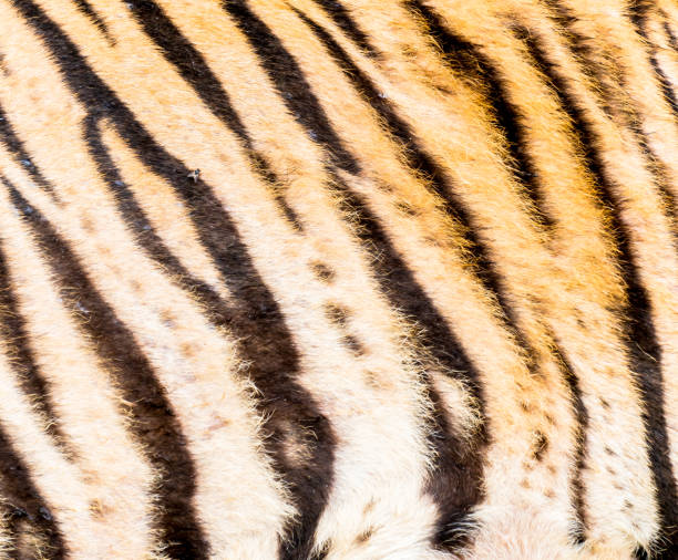 istock Animal skins texture of Tiger 1097963736