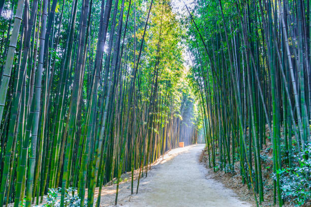 istock bamboo forest in Damyang of South Korea 1097963738