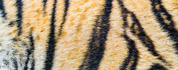 istock Animal skins texture of Tiger 1097963774