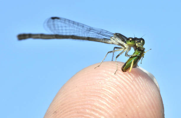 istock Damselfly on my finger eating prey 1097963786