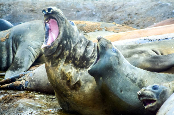 sello de mar, animal marino de pinnípedos - sea of okhotsk fotografías e imágenes de stock